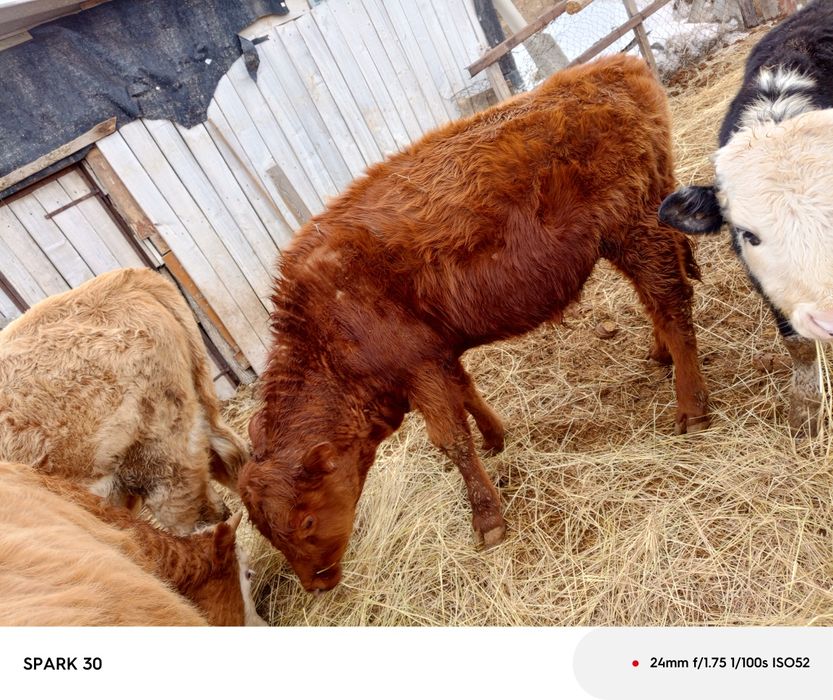 13 баспақ бұқа сатам