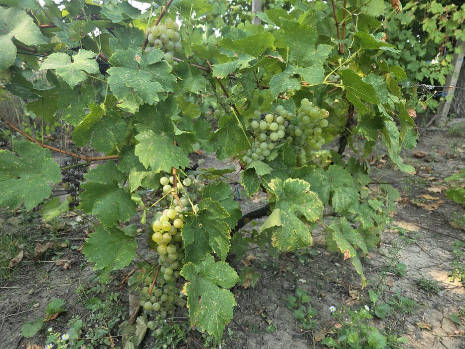 Struguri  Albi de vin