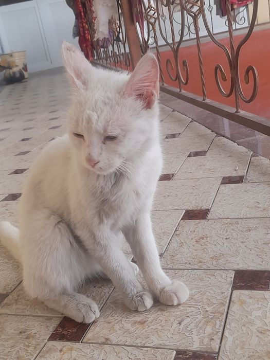 Mushuk 5 yarim 6 oyli