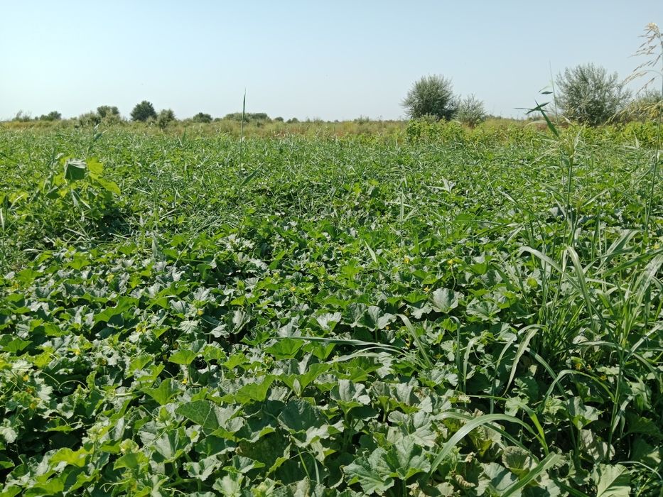 Qovun ichi qizil (krasniy metsa)