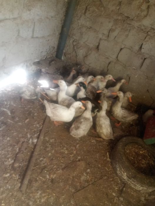 Vând rațe pekin de ouă