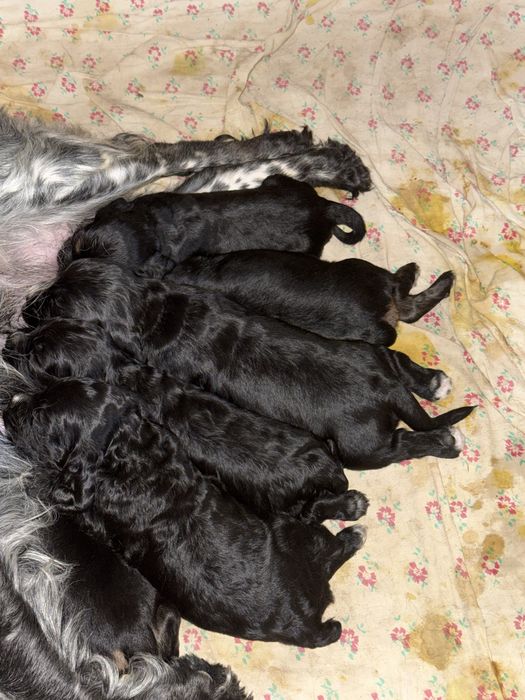 Продаются щенята спаниэль остались трое. Spaniel itlari sotiladi 3qoli