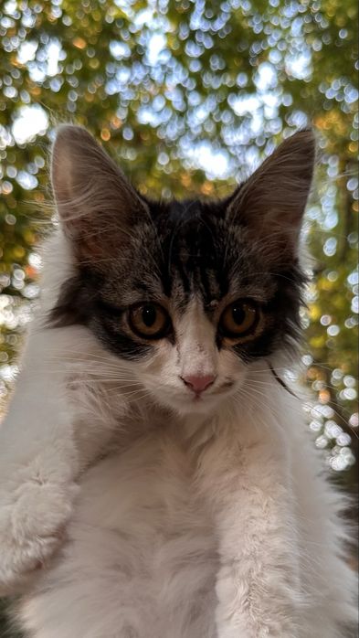 Котенок ищет дом