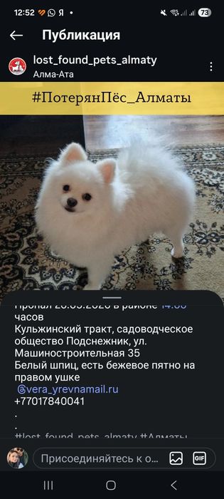 Потерян Шпиц мальчик