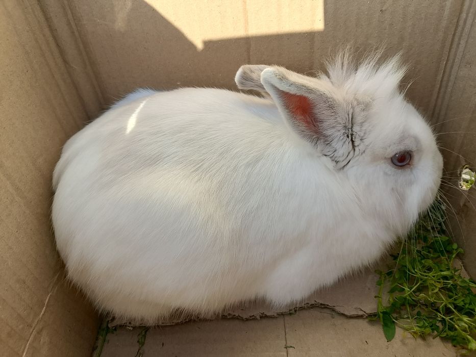Декоративные кролики