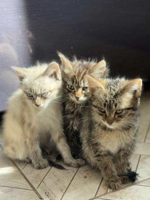 Три шестимесячные кошки