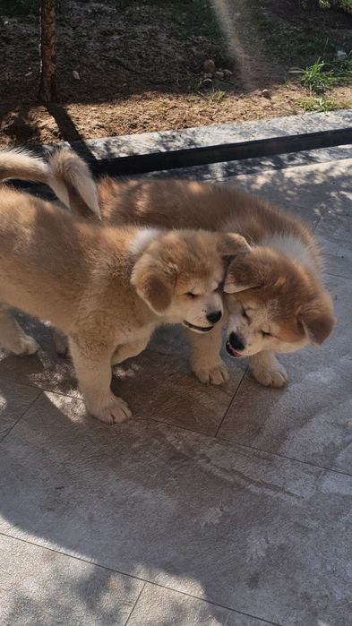 Щенки Акита ину (2 месяца)