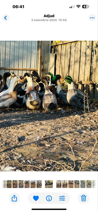 Vând  oua de rața si de gâsca