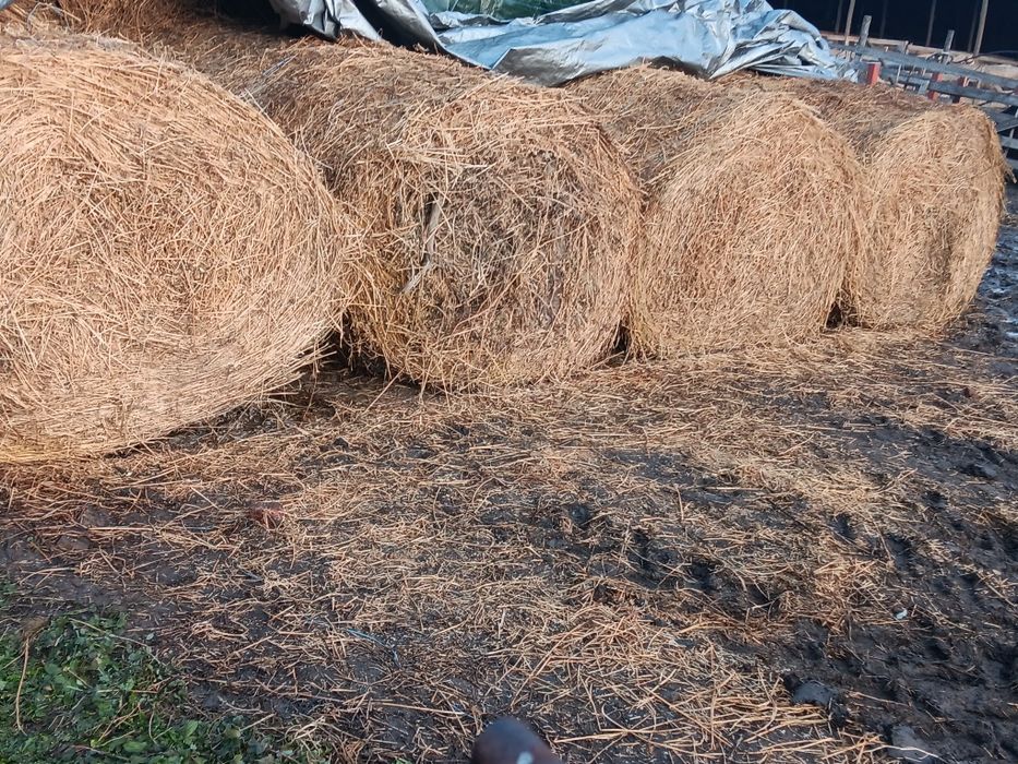 Baloți rotunzi de lucernă 120/120