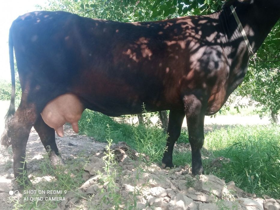 Ona bola sigir sotiladi. Bolasi hokizcha.