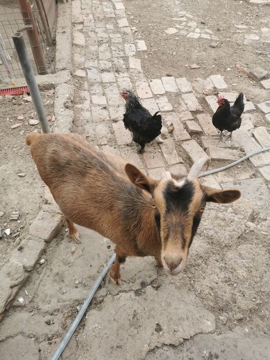 Capră de vânzare