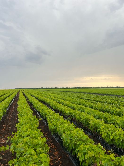 Butasi vita de vie.,