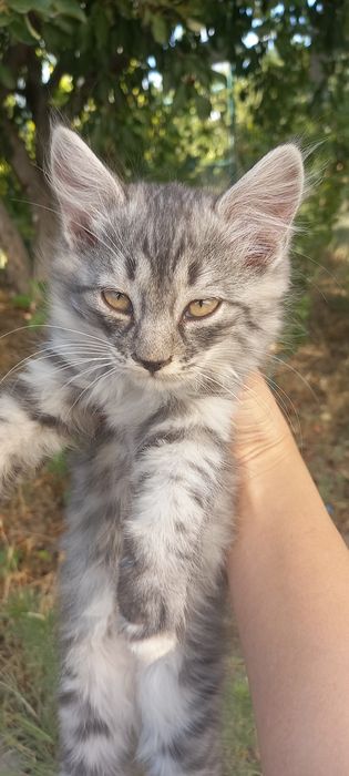 Котята бесплатные