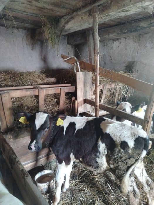 De vânzare doi tăurasi
