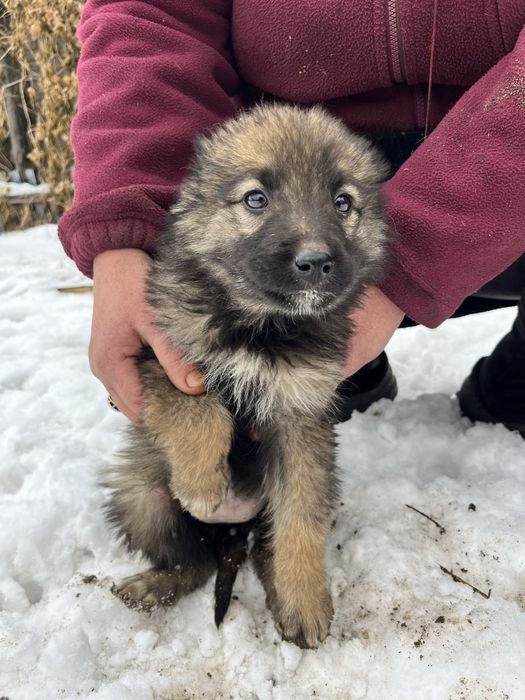 Щенки девочки отдам