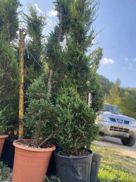 Plante Ornamentale pentru Curți și Grădini