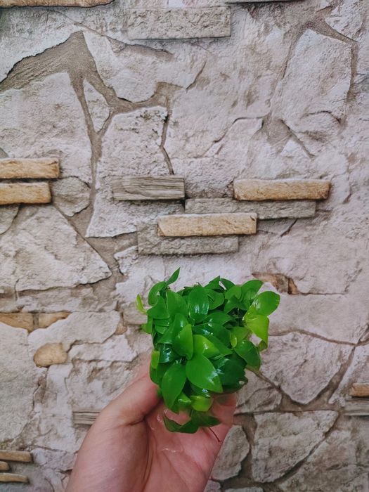 Анубиас нана  Anubias nana 'Petite' аквариумные растения.
