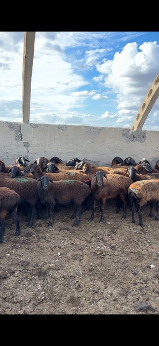 Буаз қойлар сатылады