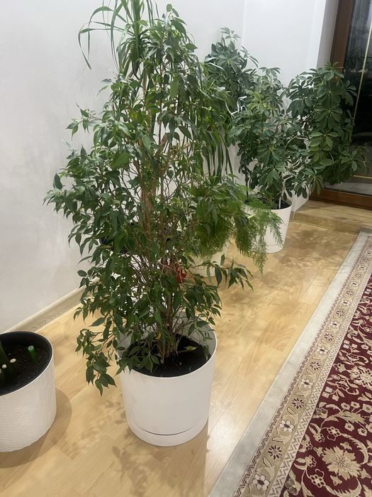 Офисные цветы по 80000