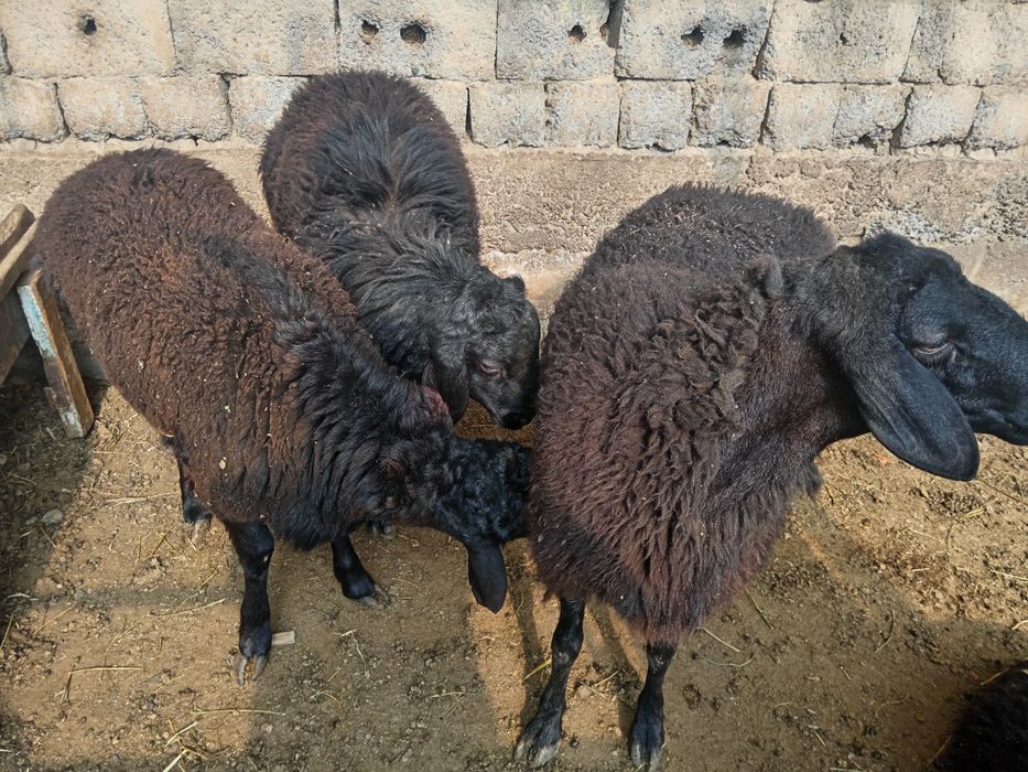 Qochqor qoy Кочкор кой куй