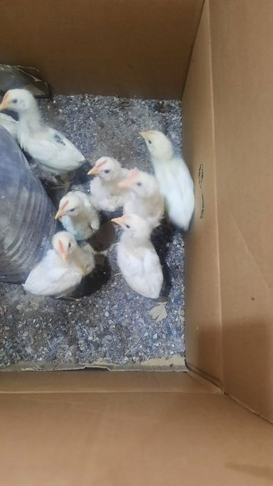 Жўжалар сотилади