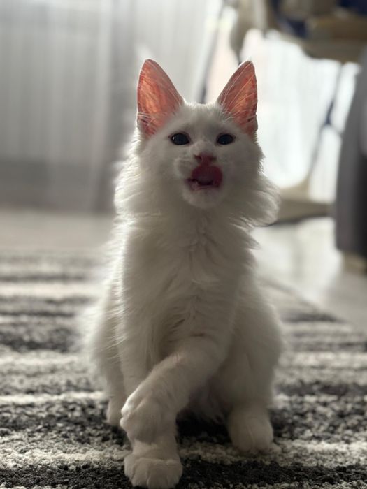 Котята породы Мейн Кун