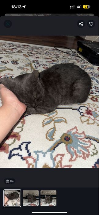 Отдам в добрые руки свою любимую кошку