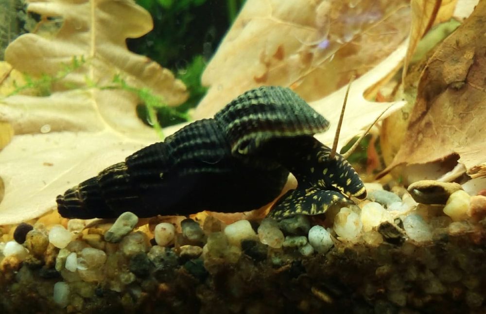 Улитки аквариумные Тиламилании, Хелены.