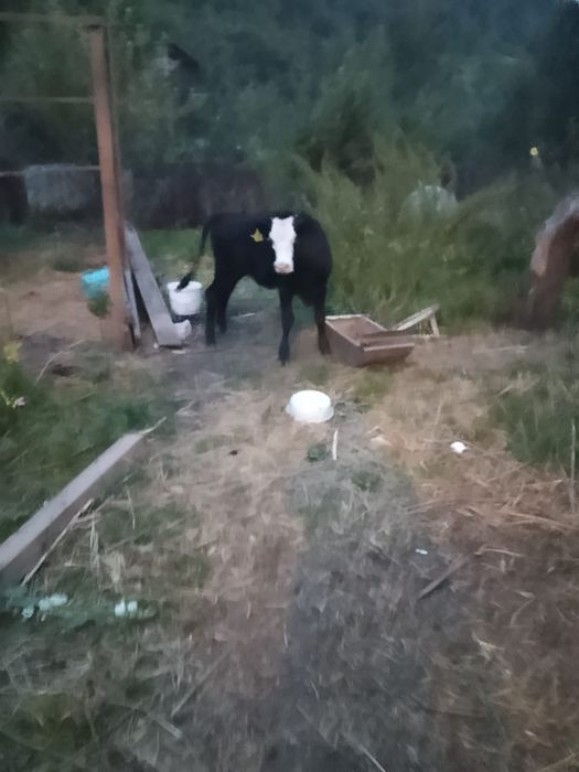 Продам тёлочку срочно