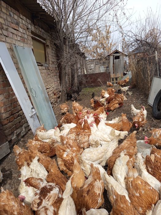 Продам курей несушек