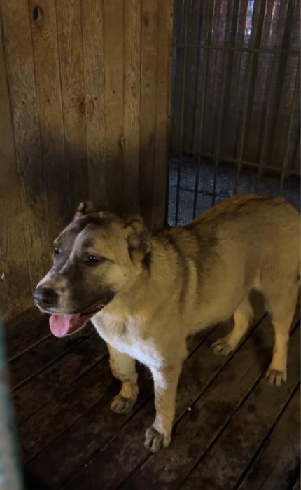 Внимание ! Пропала собака