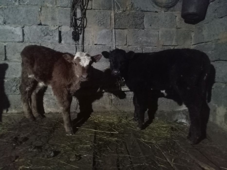 Продается телята