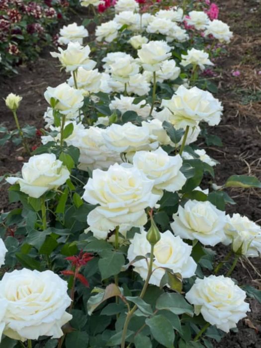 Vând pomii fructiferi
