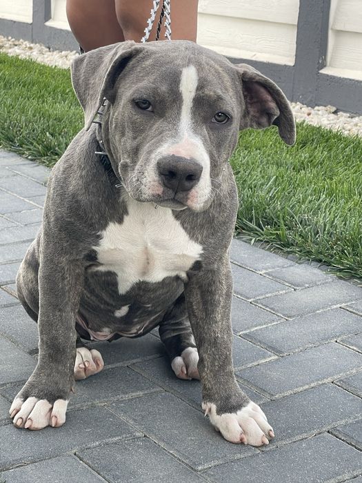 American Bully, femela 4 luni