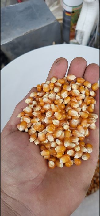 Porumb sticlos porumbei,păsări