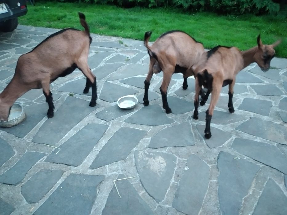 Capre Alpina Franceza și iezi