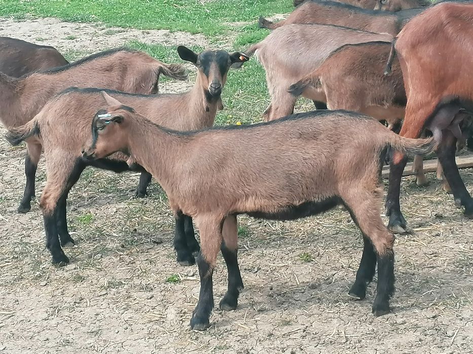Disponibil (de vanzare) 18 femele nascute in 2026.01-02. Alpin cu certificat de origine.