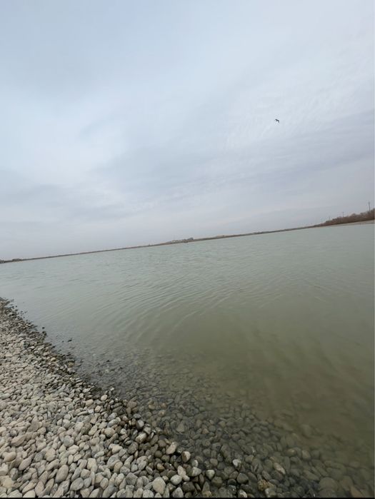 Sazan va talstolob baliqlar