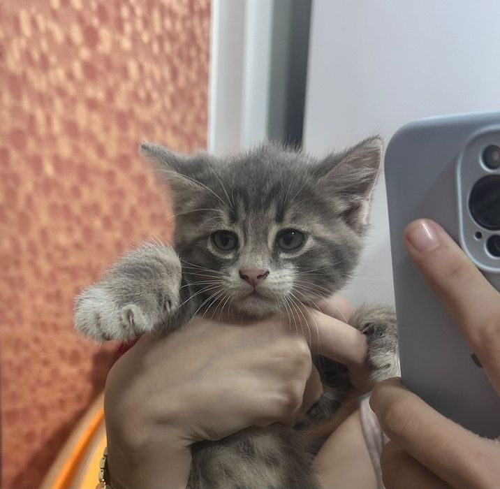 Маленькие три котёнка
