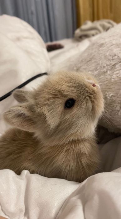 Iepurasi  cap de leu