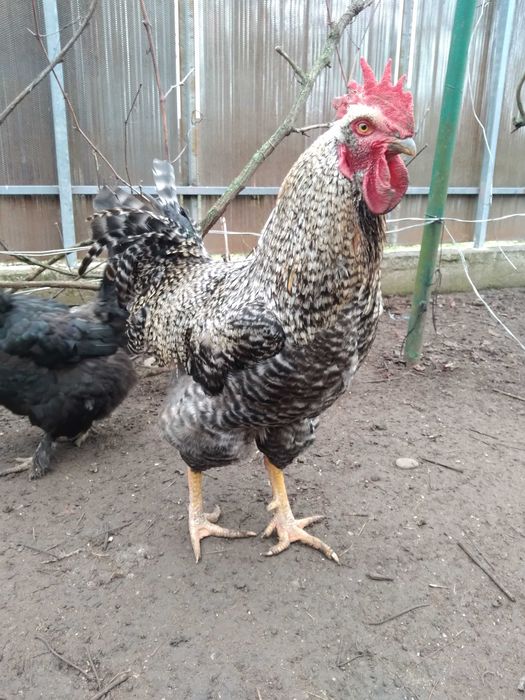 Vând cocoşi de țară sau la schimb cu rațe leşeşti.