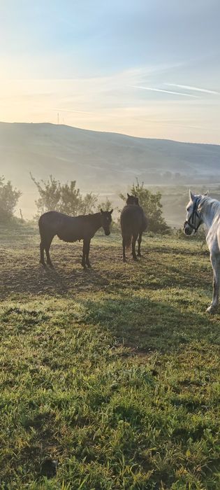 De vânzare toți 3 cai