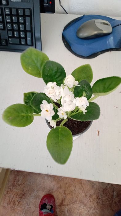 Фиалки. Белые. По 1300