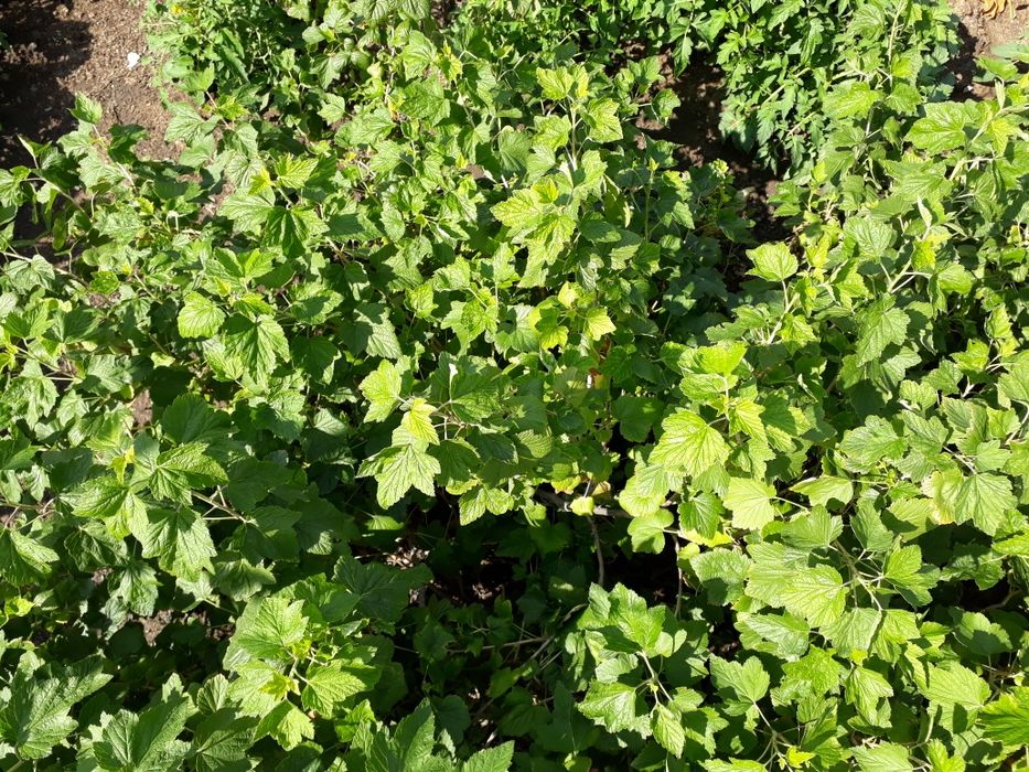 Продам душистую смородину