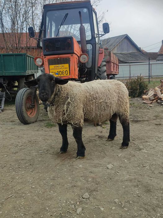 Berbec Suffolk de vînzare !