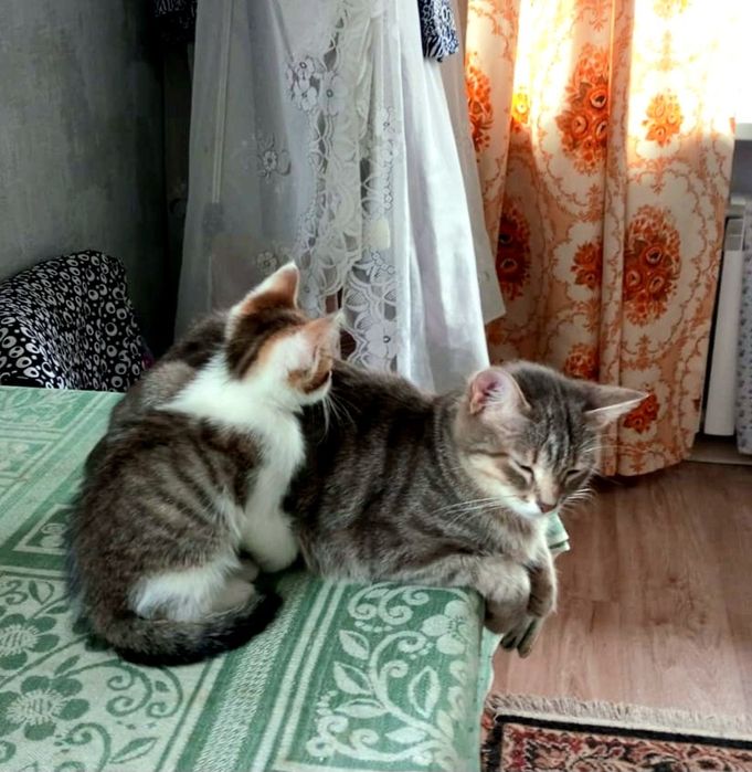 Отдам котёнка в добрые руки