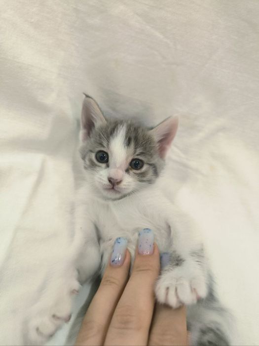 Котята пятнистые