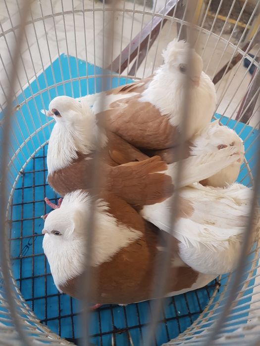 Porumbei jucători de Amara