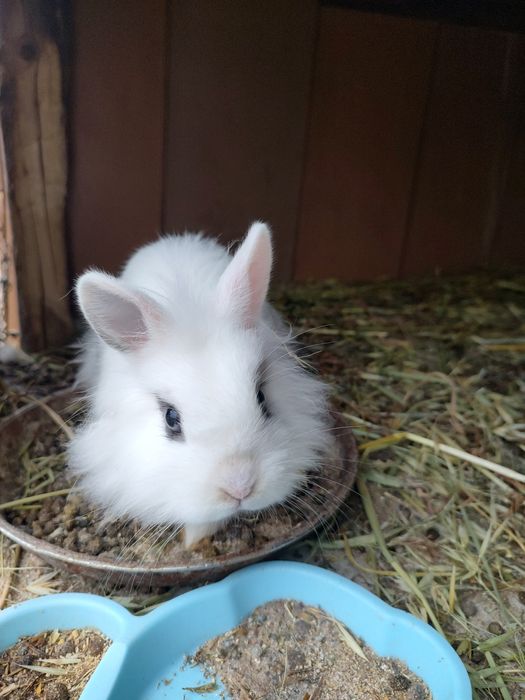 Vând iepurași cap de leu