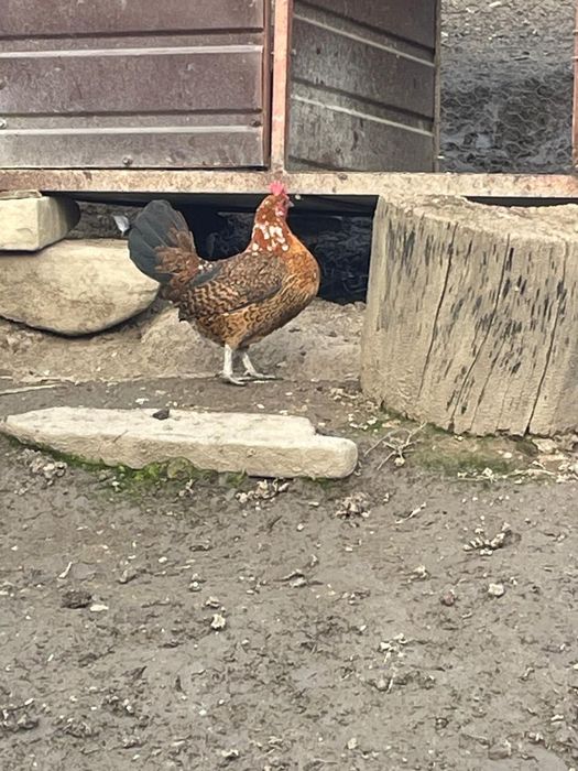 Vând găinușă ghabo